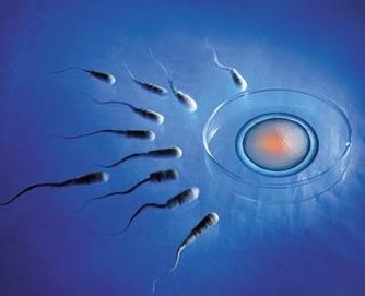 女性amh只有1.49做试管婴儿能取到几个卵泡？